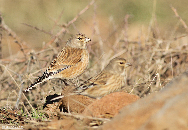 .Common Linnet Carduelis cannabina ,Valley of Tears(Bacha valley)January 2014,Lior Kislev